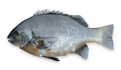 Rock blackfish thumbnail