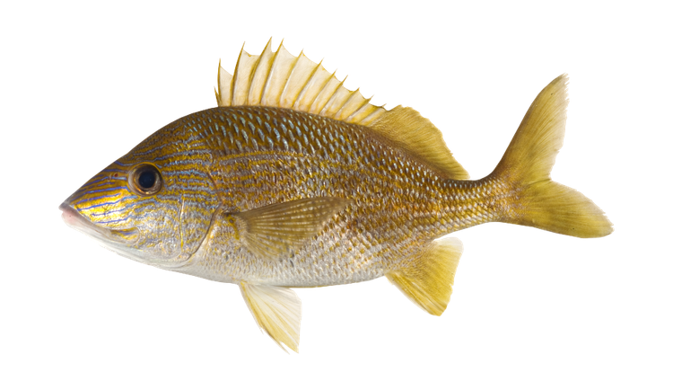 Haemulon plumierii thumbnail