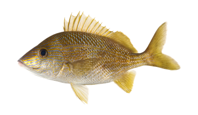 White Grunt thumbnail