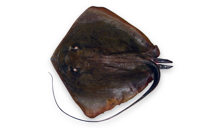 Hypanus americanus thumbnail