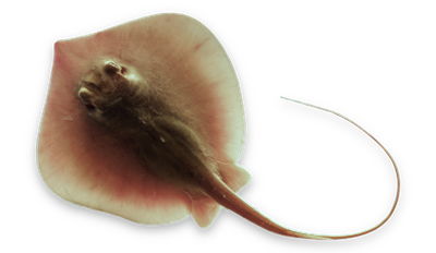 Atlantic stingray thumbnail