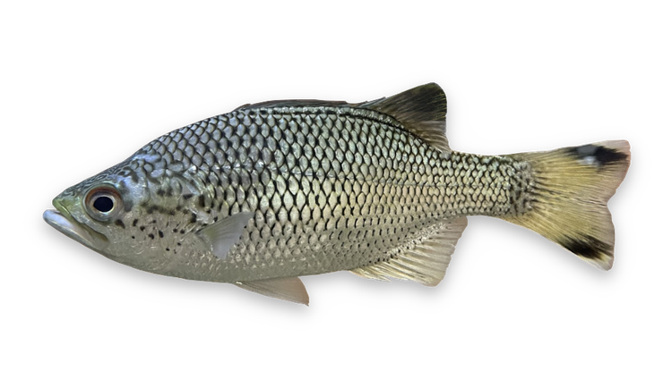 Kuhlia rupestris thumbnail