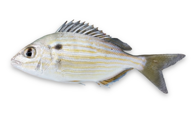 Lagodon rhomboides thumbnail