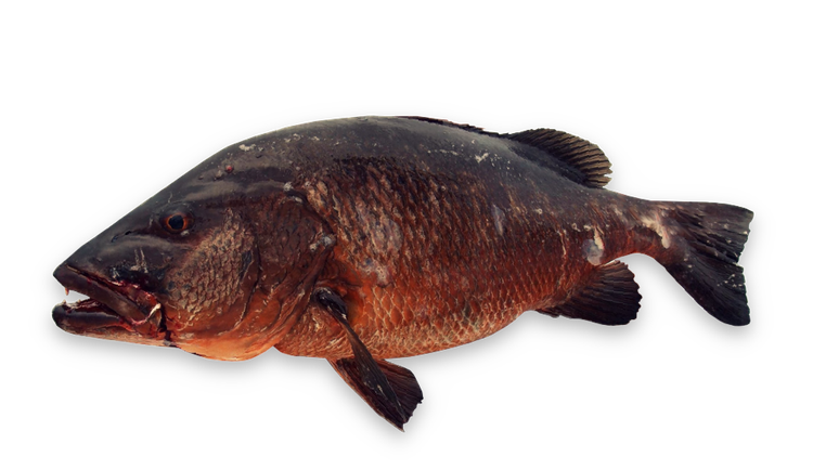 Lutjanus cyanopterus thumbnail