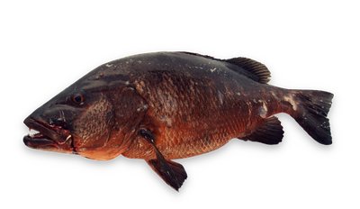 Cubera snapper thumbnail