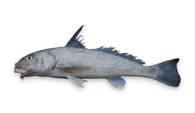 Gulf kingfish thumbnail