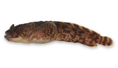 Oyster toadfish thumbnail