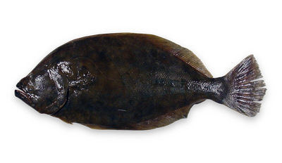 Southern flounder thumbnail