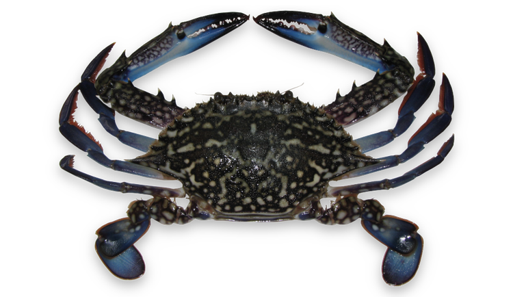 Portunus pelagicus thumbnail