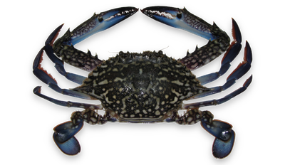 Blue swimmer crab thumbnail