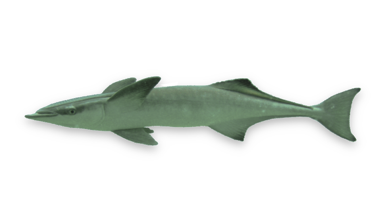 Remora remora thumbnail