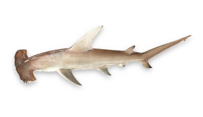 Great Hammerhead Shark thumbnail