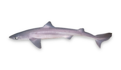 Spiny dogfish thumbnail