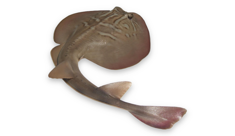 Trygonorrhina dumerilii thumbnail