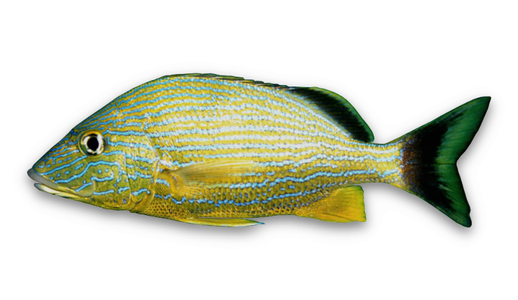 Haemulon sciurus thumbnail