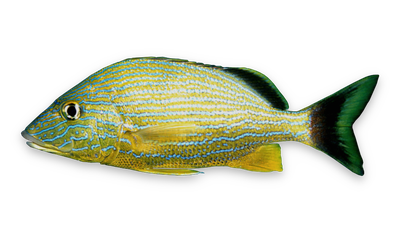 Bluestriped grunt thumbnail