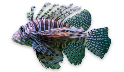 Red lionfish thumbnail
