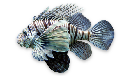 Common lionfish thumbnail
