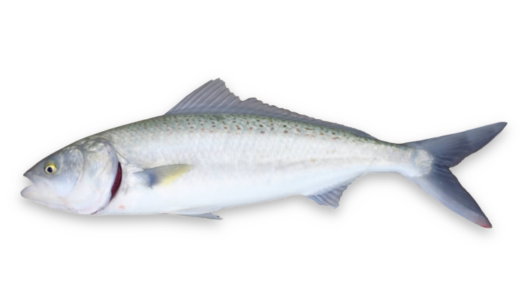 Australian salmon thumbnail