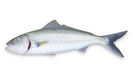 Arripis trutta thumbnail