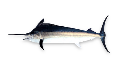 Black marlin thumbnail
