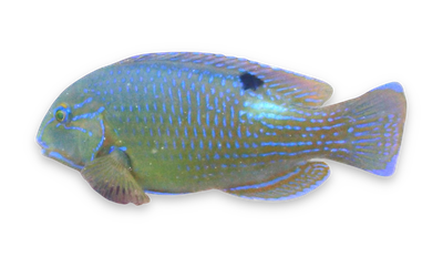 Blackspot tuskfish thumbnail