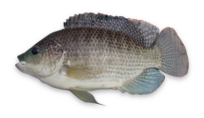 Blue tilapia thumbnail