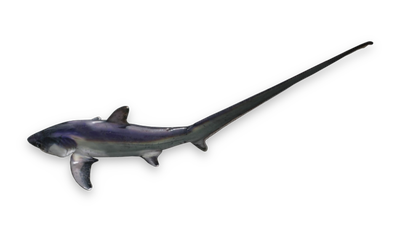 Common thresher shark thumbnail