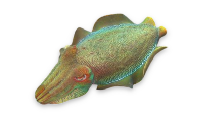 Cuttlefish thumbnail