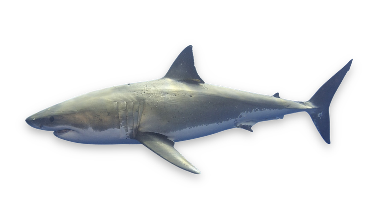 Carcharodon carcharias thumbnail