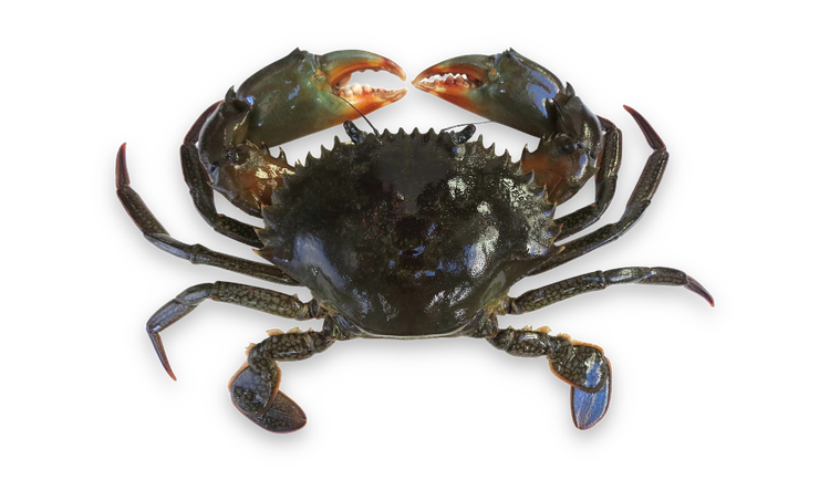 Scylla serrata thumbnail
