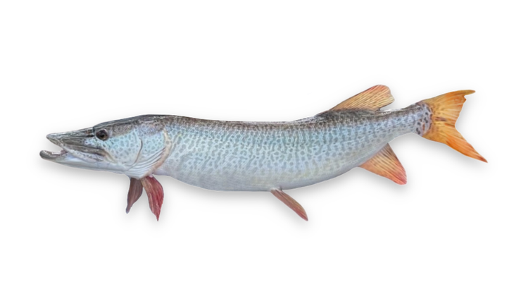 Esox masquinongy thumbnail