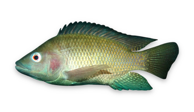 Nile tilapia thumbnail
