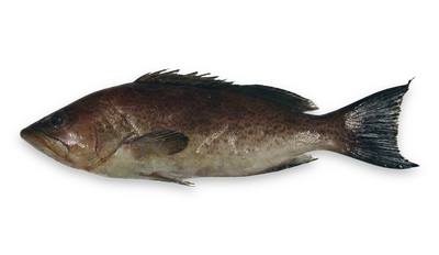 Scamp grouper thumbnail