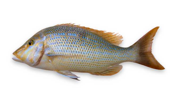 Lethrinus nebulosus thumbnail