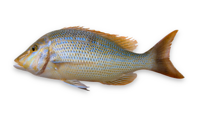 Spangled emperor thumbnail