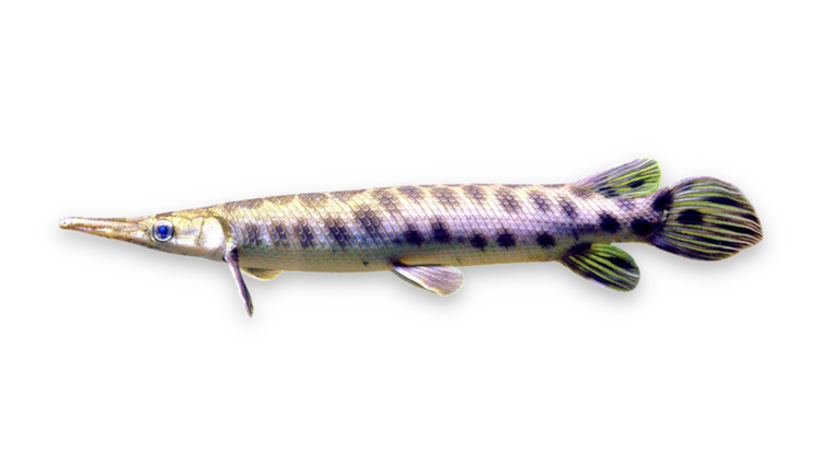 Lepisosteus oculatus thumbnail