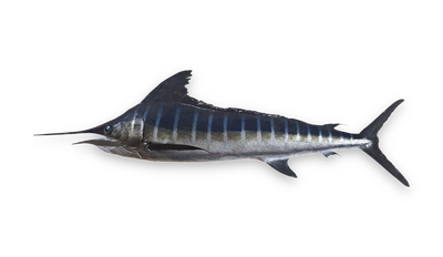 Striped marlin thumbnail