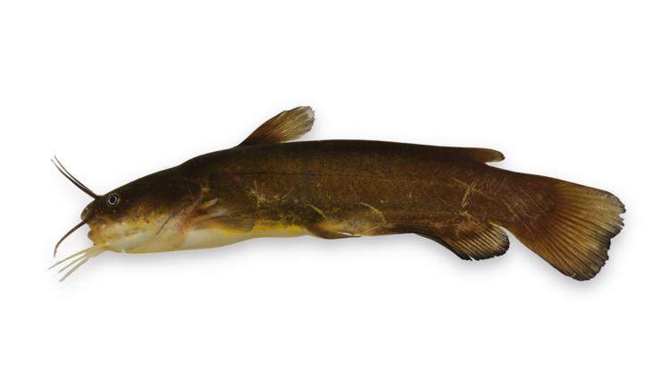 Ameiurus natalis thumbnail