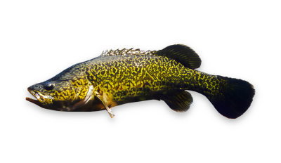 Clarence river cod thumbnail