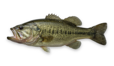 Largemouth bass thumbnail