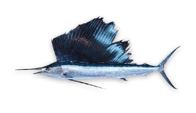 Sailfish thumbnail