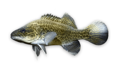 Murray cod thumbnail