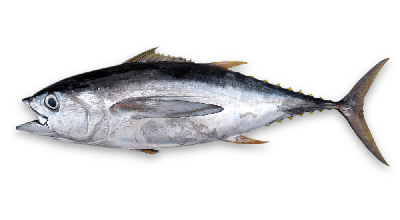 Bigeye tuna thumbnail
