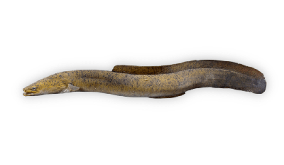 Speckled longfin eel thumbnail