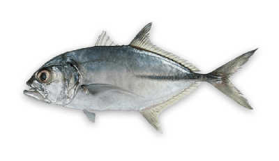 Bigeye trevally thumbnail