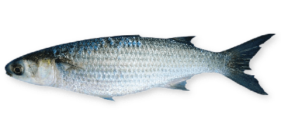 Sea mullet thumbnail