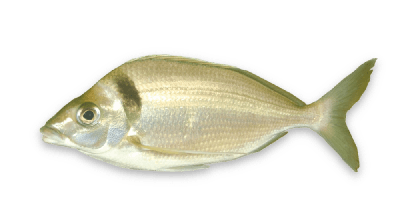 Jackass morwong thumbnail