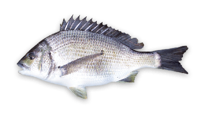 Black bream thumbnail