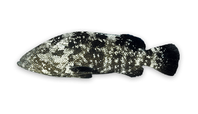 Malabar grouper thumbnail